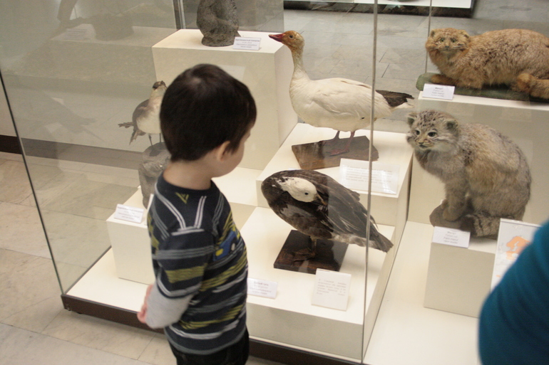 Дарвинский музей