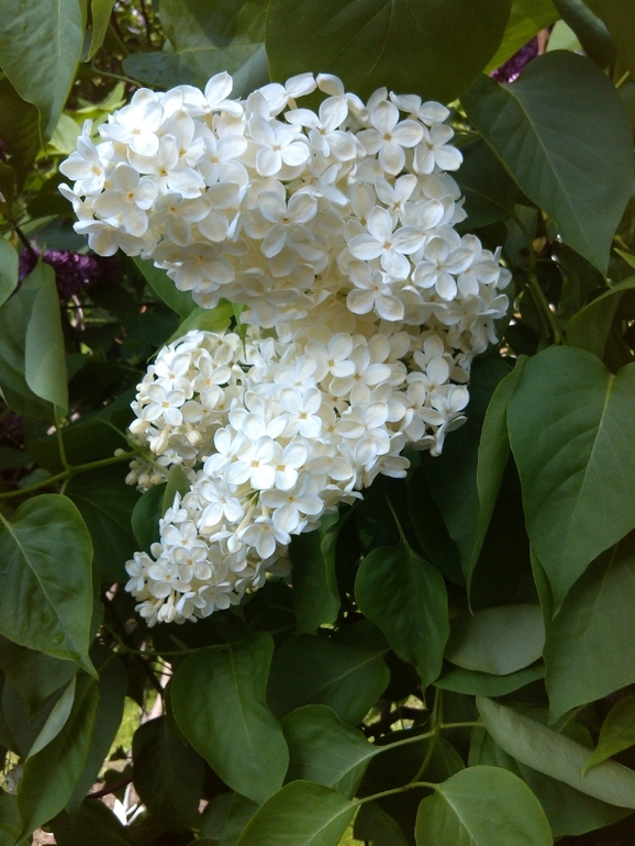 Съездила к Матронушке!