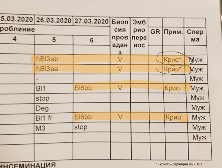 Эмбриологическая карта расшифровка