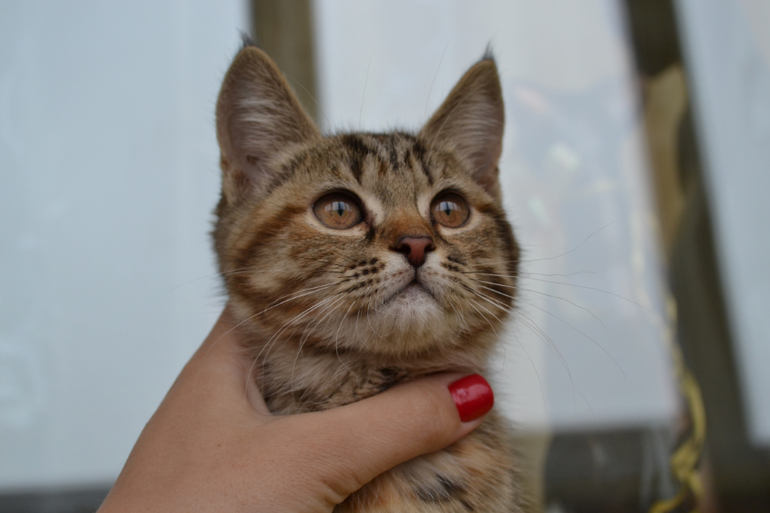 ПОМОГИТЕ ПРИСТРОИТЬ!!!!