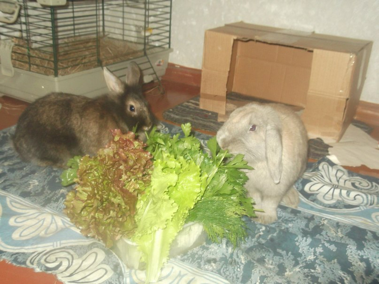 Мои любимые бутузики )))