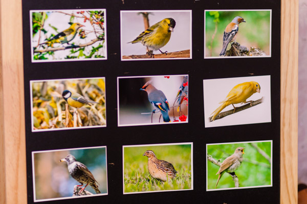 Здравствуйте, птицы!