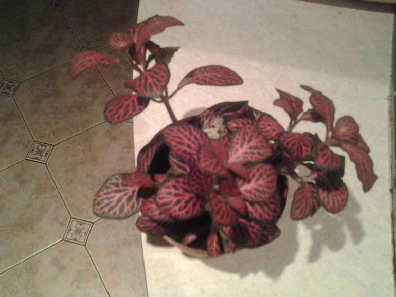 в полку прибыло....