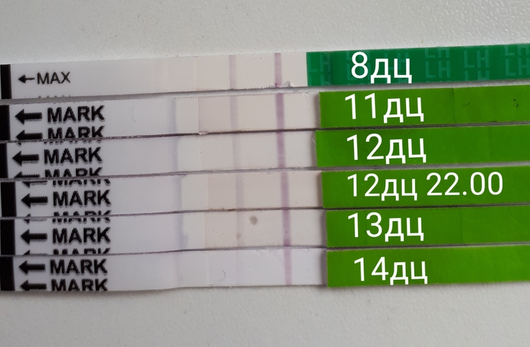14 дц. Тесты фрау на овуляцию динамика. Дц. Овуляция. 22 дц тест.
