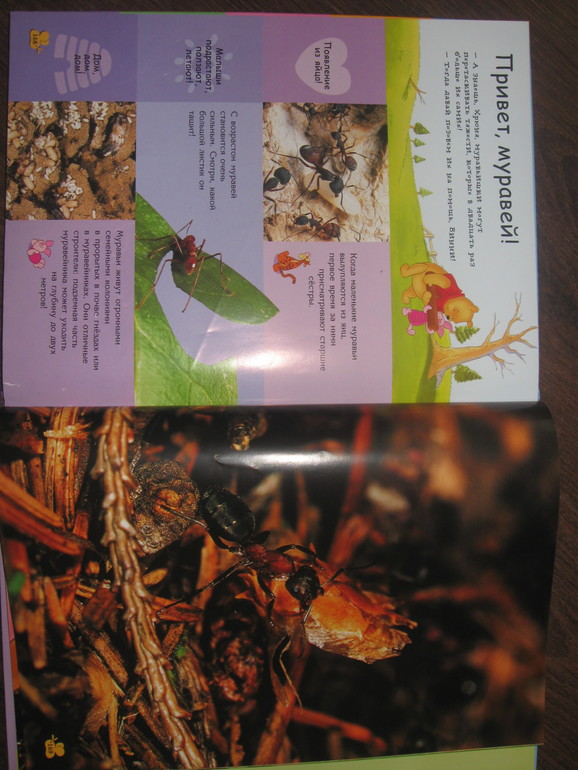 ТЗ "Муравей"