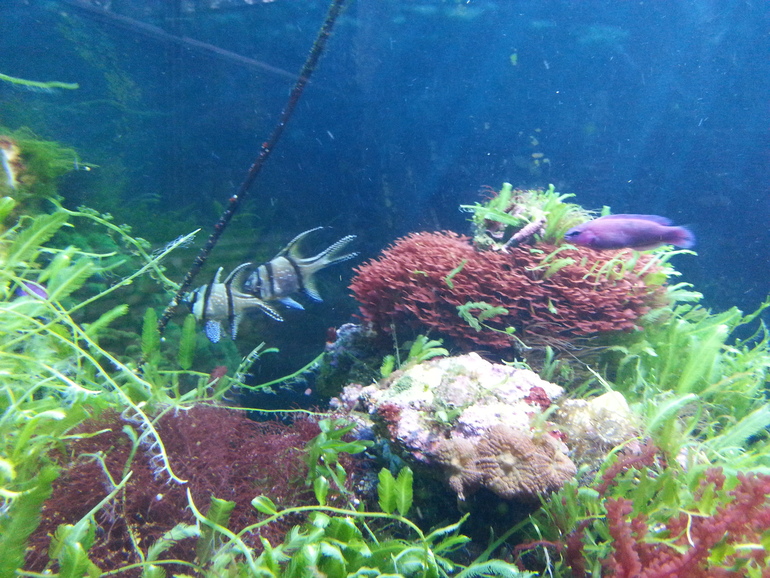 Прогулка по зоопарку)))