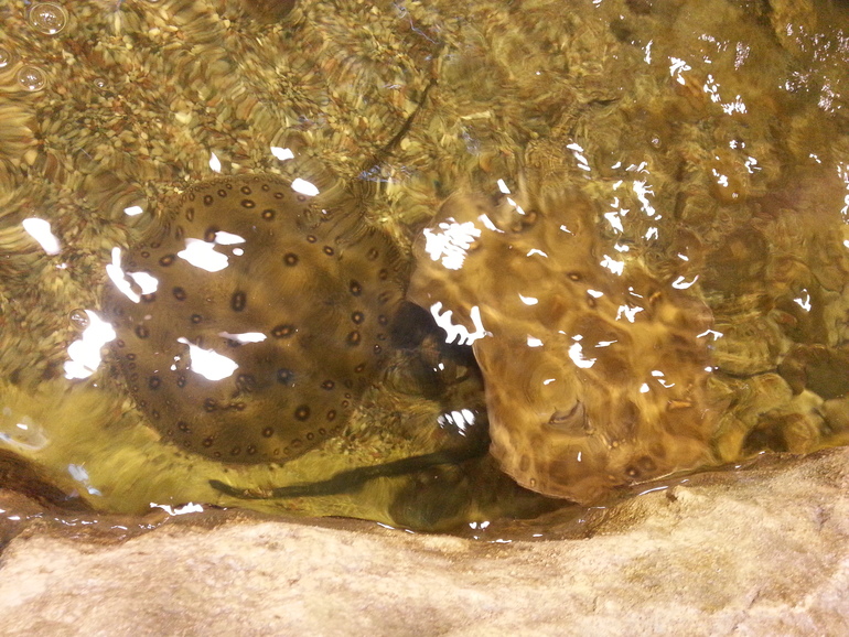 Прогулка по зоопарку)))