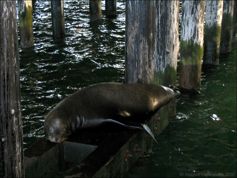 37 полных и начало 38...