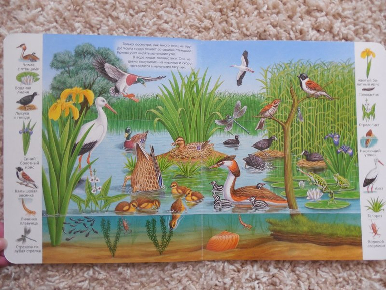 Отличная серия картонных книг для развития деток со скидкой))