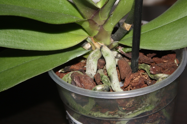 Помогите советом. Певая орхидея заболела?