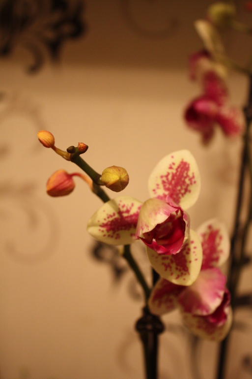 Помогите советом. Певая орхидея заболела?