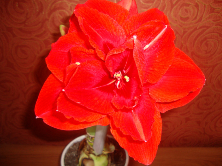 Амариллис Red lion