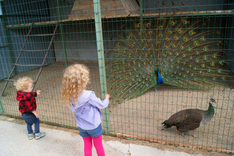 Мини-зоопарк Горки