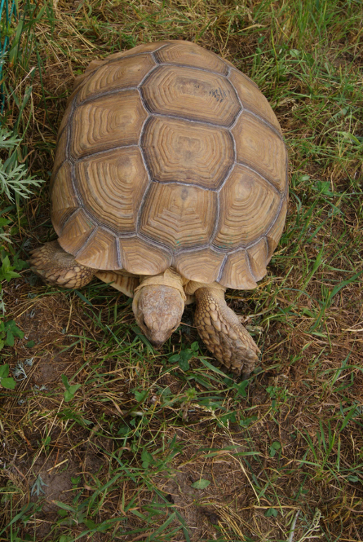 Мини-зоопарк Горки