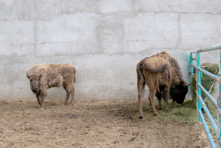 Мини-зоопарк Горки