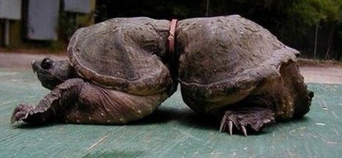 Почему многоразовые подгузники?