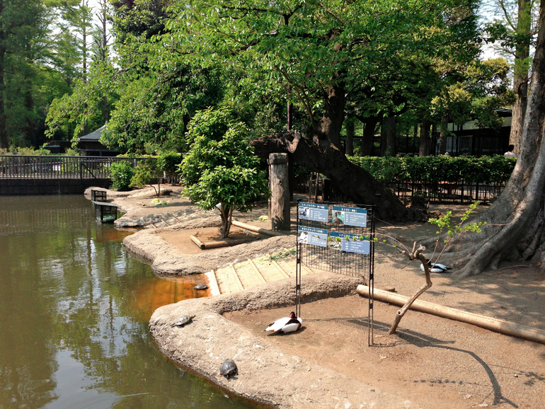 Inokashira Park...