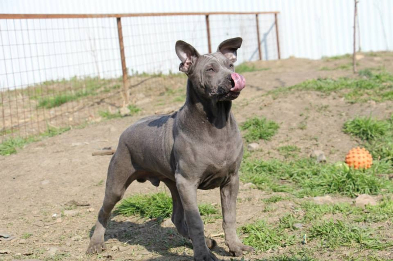 Тайский Риджбек! :)