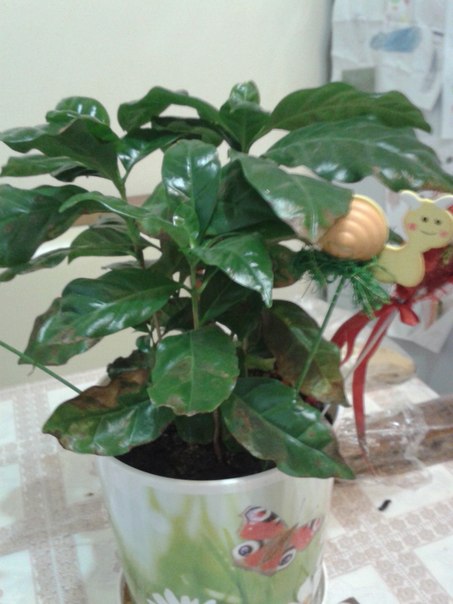 Что с цветочком?