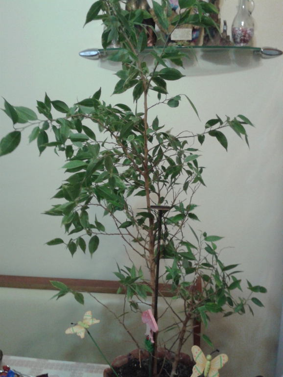 Девочки, помогите с прической цветику)))