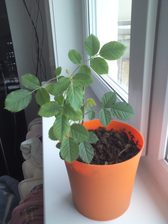 История моей розы