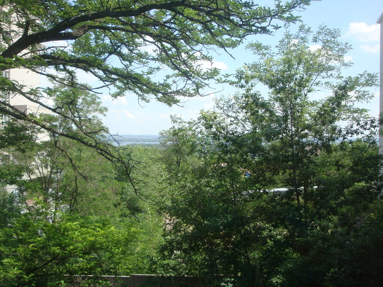 Моя растительность (хвастики)