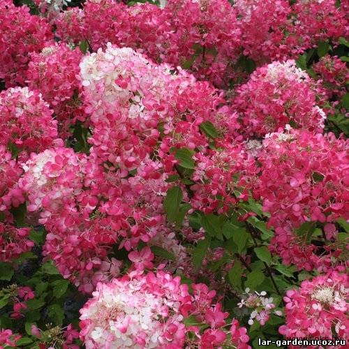 Гортензии