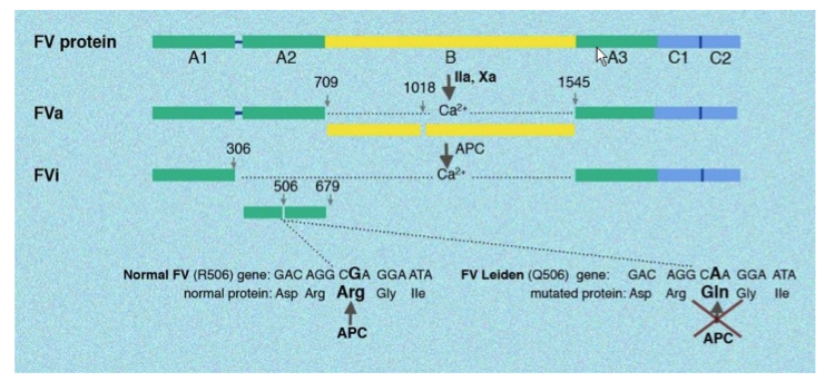 F5: Лейден мутация, 1691 G/A (Arg506Gln) (Фактор V)