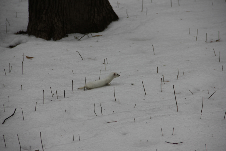 Царицыно. В поисках белок.
