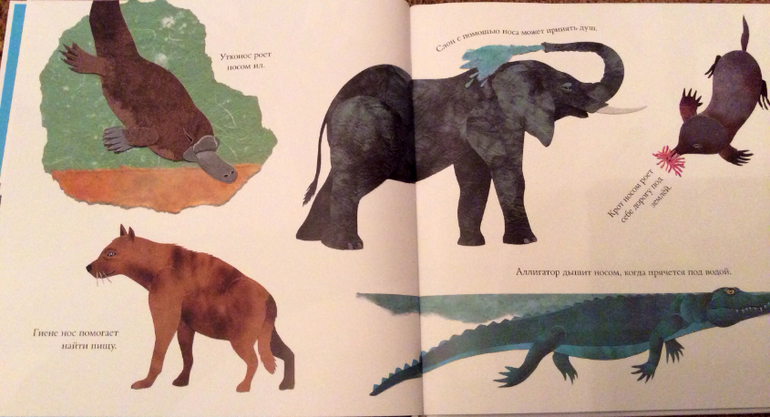 Интересные факты о животных