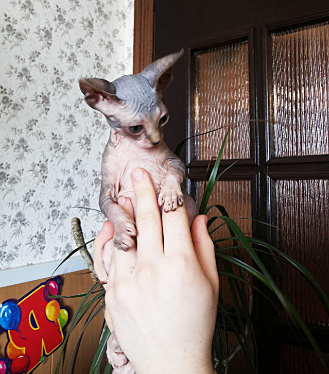 Канадские сфинксята)