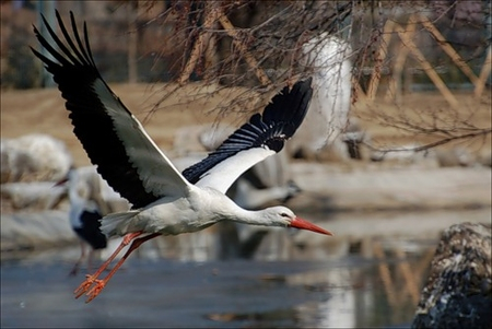 Разбираем аистов, они уже летят ))