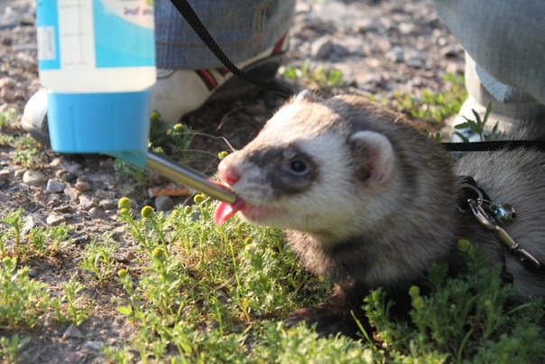 Мой личный зоопарк =)