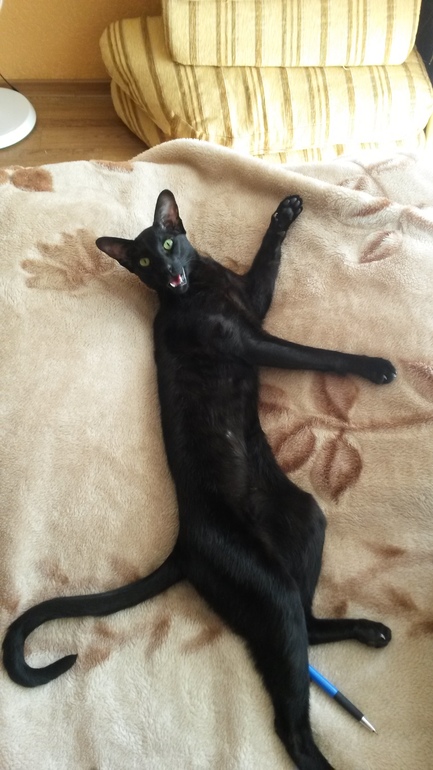 Наш ягуЛЯр)))