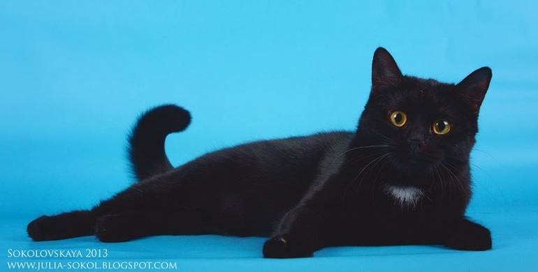 Москва и МО, чудо котята в добрые руки!