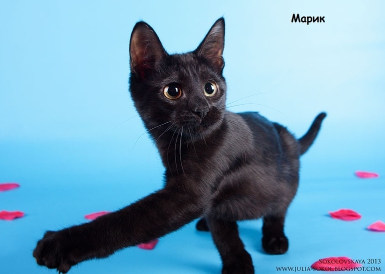 Москва и МО, чудо котята в добрые руки!