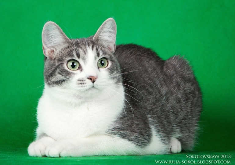 Москва и МО, чудо котята в добрые руки!