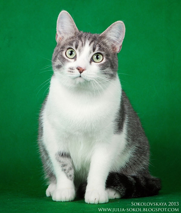 Москва и МО, чудо котята в добрые руки!