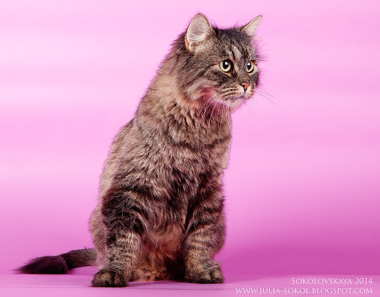 Москва и МО, чудо котята в добрые руки!