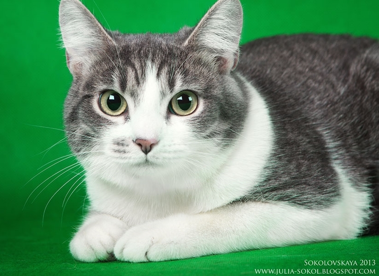 Москва и МО, чудо котята в добрые руки!