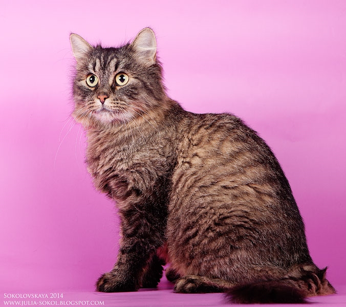 Москва и МО, чудо котята в добрые руки!