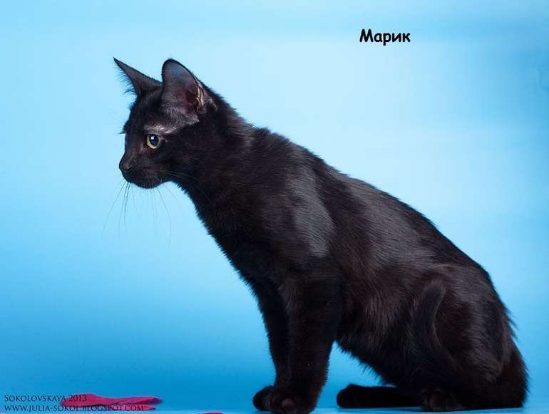 Москва и МО, чудо котята в добрые руки!