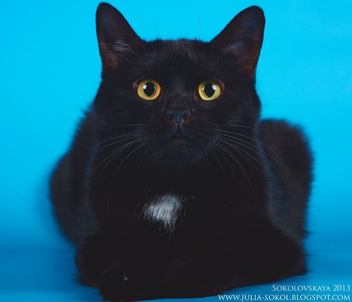 Москва и МО, чудо котята в добрые руки!