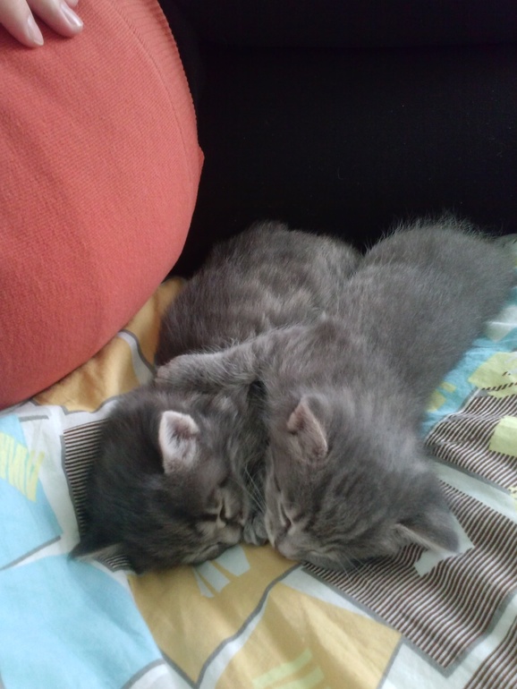 девочки с ижевска или рядом!