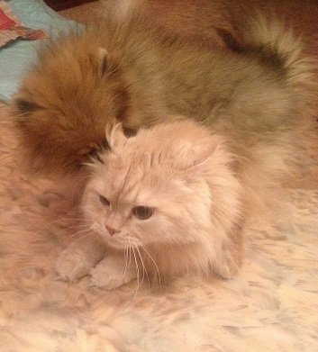 Немного о нас и конечно же вопросы)