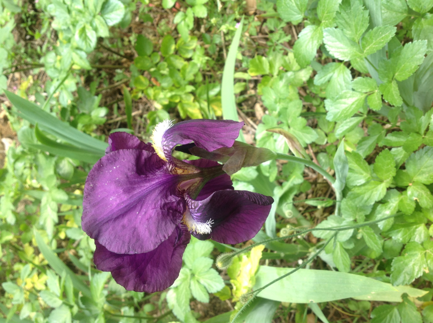 Сан-Лео фото...