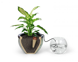 Блюмат (Blumat) или Блюматы