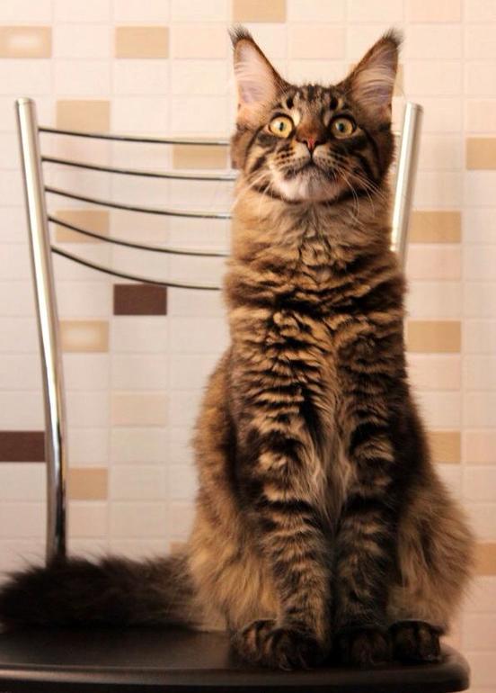 Il.Nat Al Pacino - новый член семьи