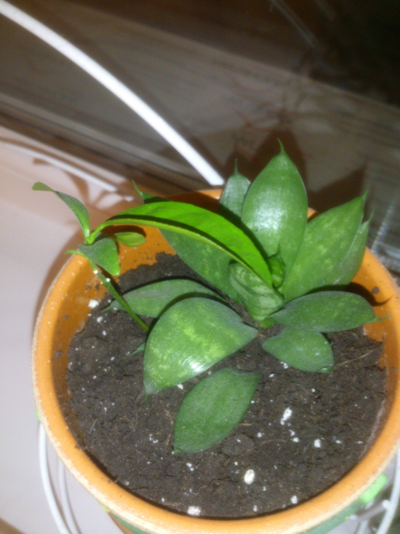 мои зелёные друзья!