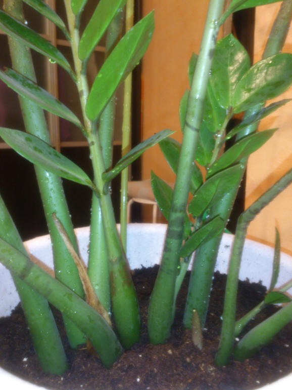 мои зелёные друзья!